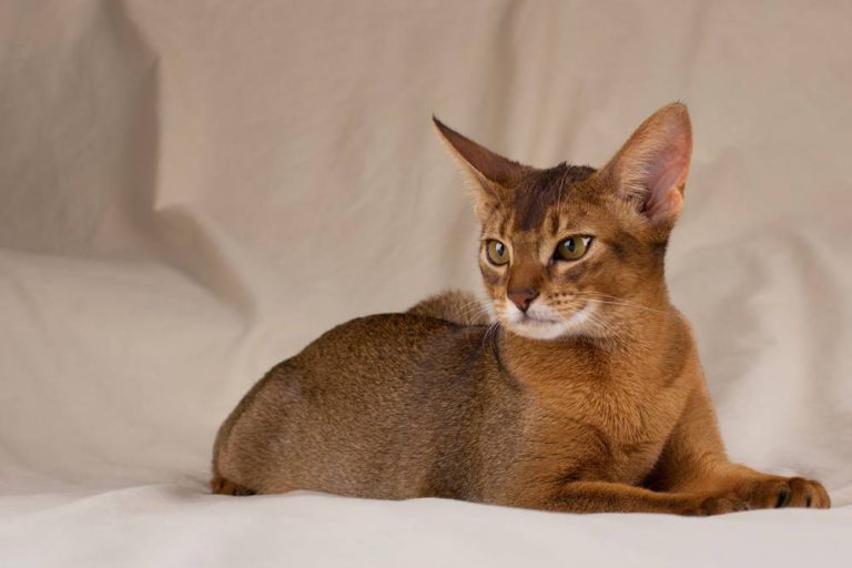 Gato abisinio: descubre todo sobre esta raza de felinos exóticos