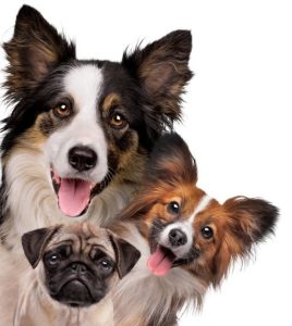 test perros
