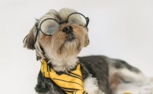 test de perros