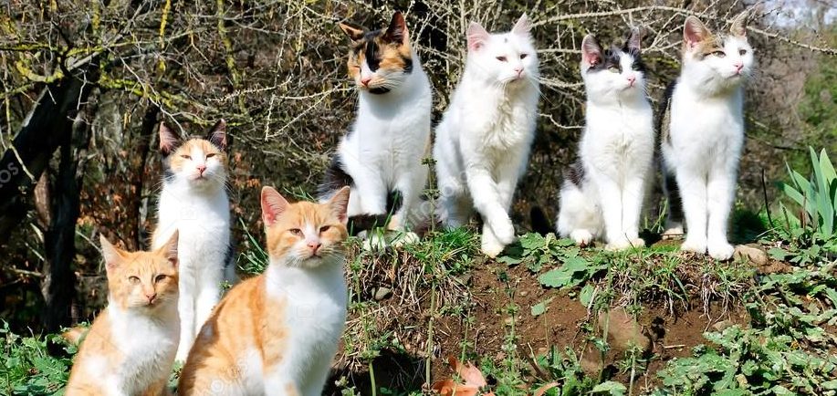 test gatos
