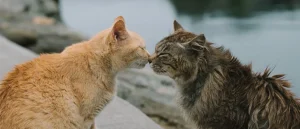 los gatos