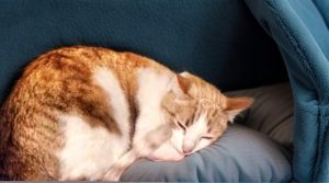 gato comun europeo