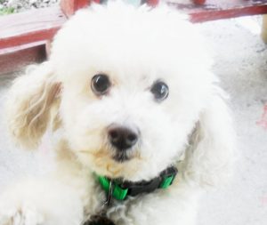 french poodle