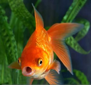 PEZ DORADO