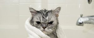 gato mojado
