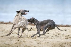 galgo