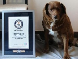 perro mas viejo del mundo
